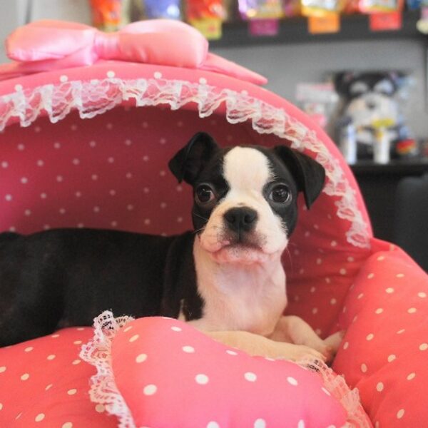 ボストンテリア ボストンテリアの心太&心天 | 春男と一緒だと、楽しさ倍増