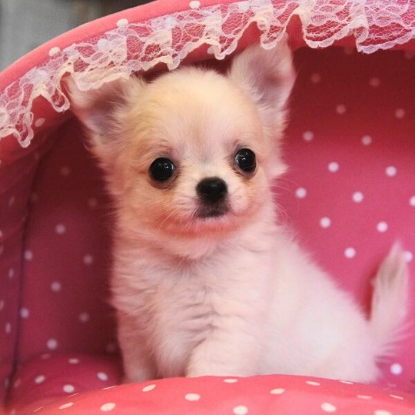 チワワ・わさび・1 | 【公式】子犬のブリーダー・ミニチュア