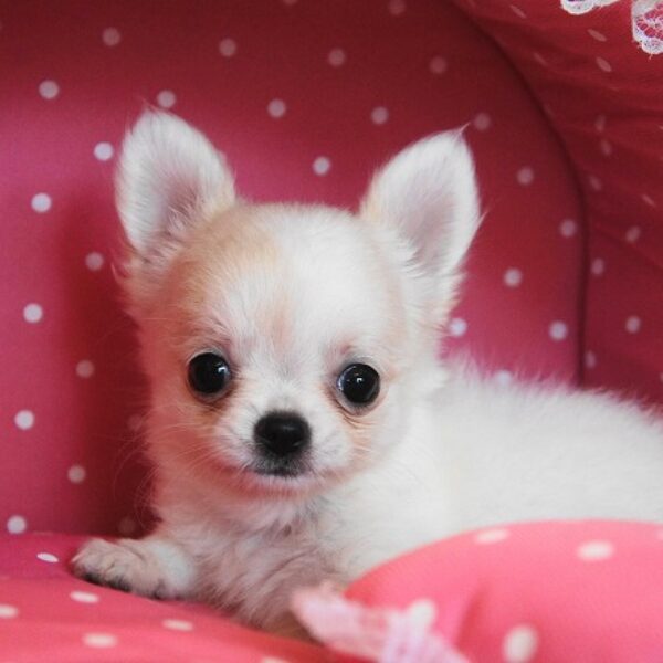 チワワ・わさび・1 | 【公式】子犬のブリーダー・ミニチュア