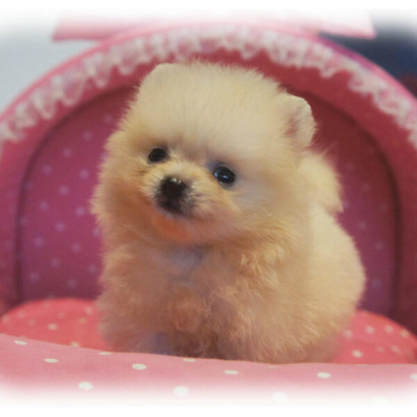 ポメラニアン　　2.5.9番 ポメラニアン ☆成犬予想2.5kg！小さめたぬきポメ☆ - 子犬や