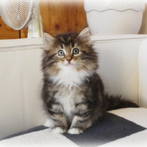 ノルウェージャンフォレストキャット・エリカ・２