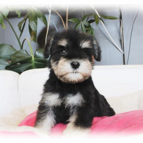 ミニチュアシュナウザー・一千華・2 | 【公式】子犬のブリーダー