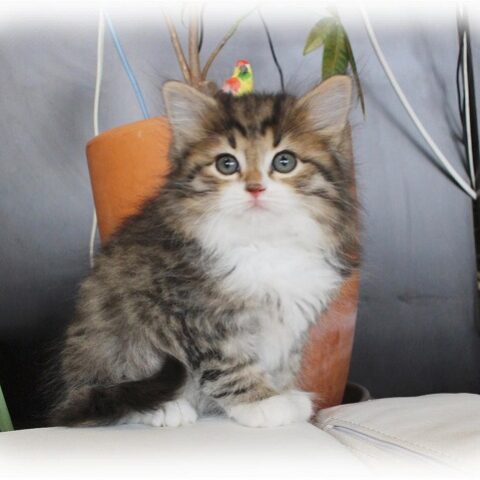 ノルウェージャンフォレストキャット・キウイ・１