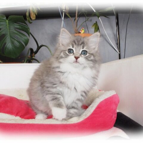 ノルウェージャンフォレストキャット・キウイ・４