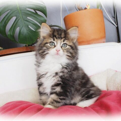 ノルウェージャンフォレストキャット・キウイ・２