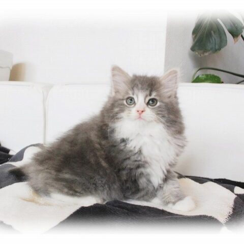 ノルウェージャンフォレストキャット・キウイ・３