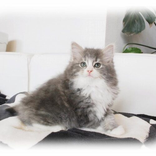 ノルウェージャンフォレストキャット・キウイ・３