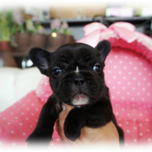 フレンチブルドッグ・みかん・１