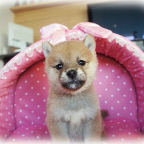柴犬・玉輝・２（豆柴サイズ）