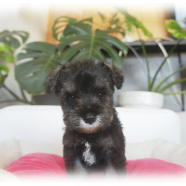 あお様♡専用♡ミニチュアシュナウザー ミニチュア・シュナウザー – スーマースペットショップ