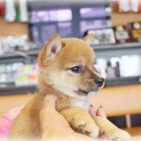 豆柴・良夢姫・1 | 【公式】子犬のブリーダー・ミニチュア