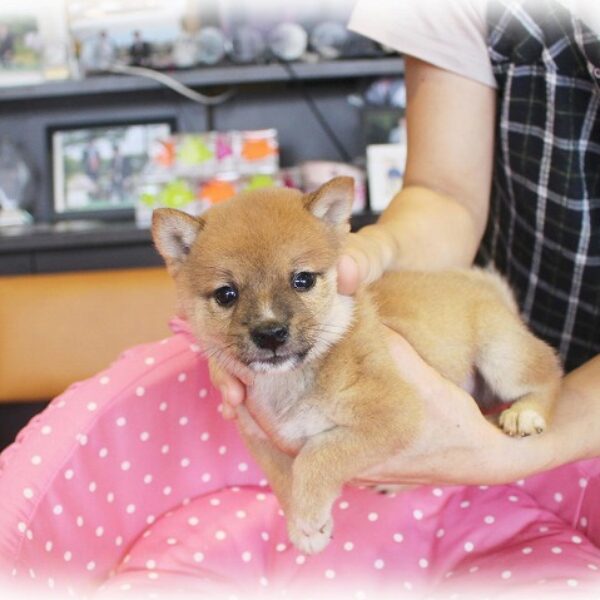 豆柴　1223 三重県の豆柴の子犬を価格や特徴で探す|ペットショップ探すならペットミー