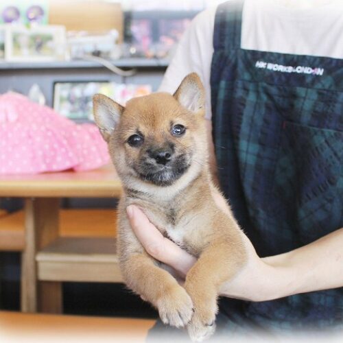 豆柴・あすか・３