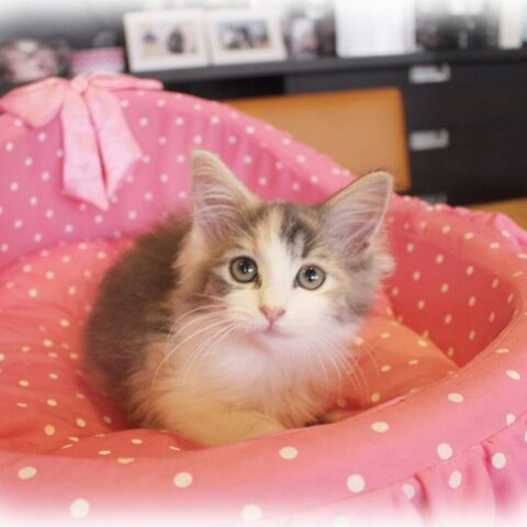 ノルウェージャンフォレストキャット・キウイ・１