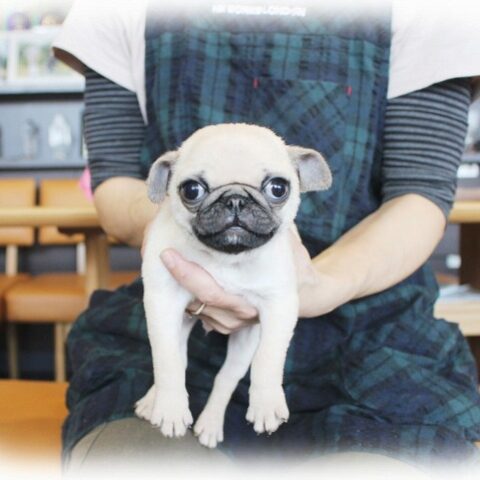パグ・麦・２