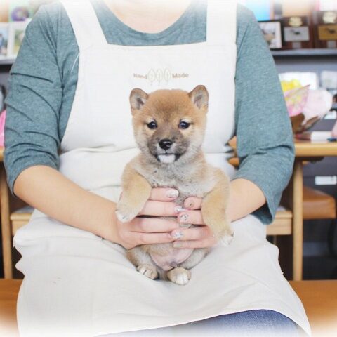 豆柴・弥生・１