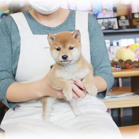 豆柴・弥生・２