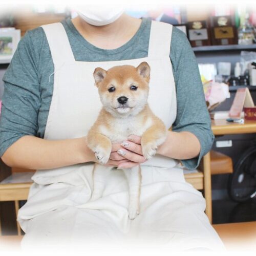 豆柴・弥生・３
