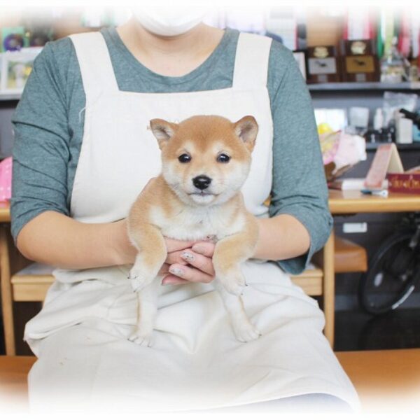 豆柴・弥生・3 | 【公式】子犬のブリーダー・ミニチュア