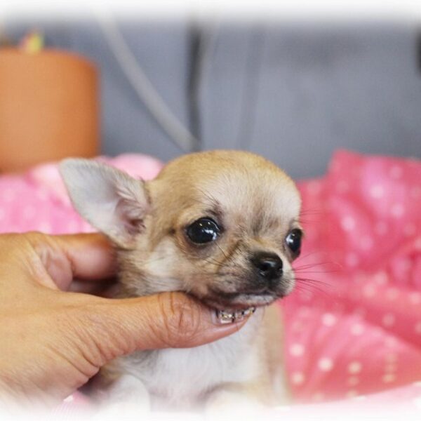 チワワの子犬出産！ブリーダーズショップ(名古屋市)販売(愛知県