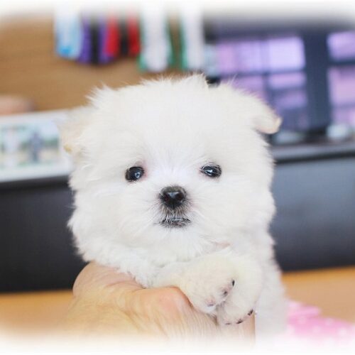 マルチーズ・ふわり・１
