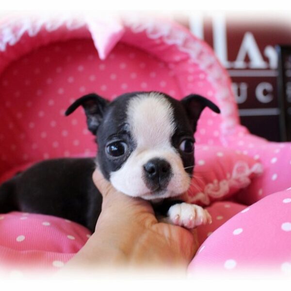 ボストンテリア ID:BT527 ボストンテリア専門ブリーダーBULLDON' | 【ブルドンズ公式