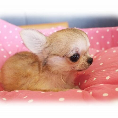 チワワ・うな・１