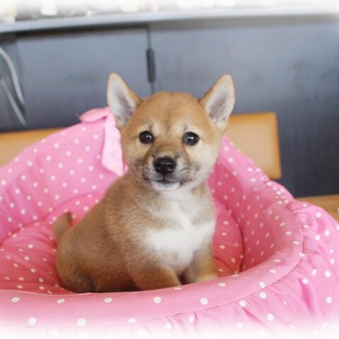柴犬（豆柴）水無月・１