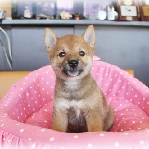 柴犬（豆柴）水無月・２