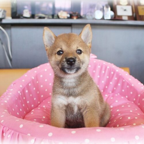 柴犬（豆柴）水無月・２