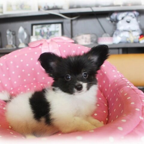 パピヨン・ぴぴ・１
