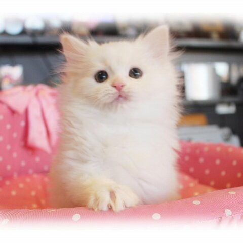 ノルウェージャンフォレストキャット・アドウィン・２