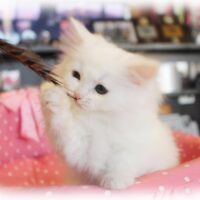 ノルウェージャンフォレストキャット・アドウィン・２