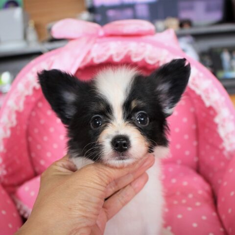 パピヨン・バレッタ・１
