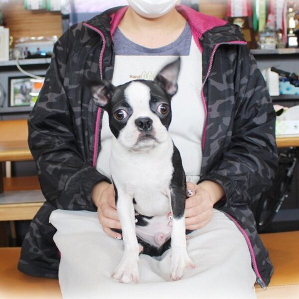 ボストンテリア・あんみつ・1 | 【公式】子犬のブリーダー