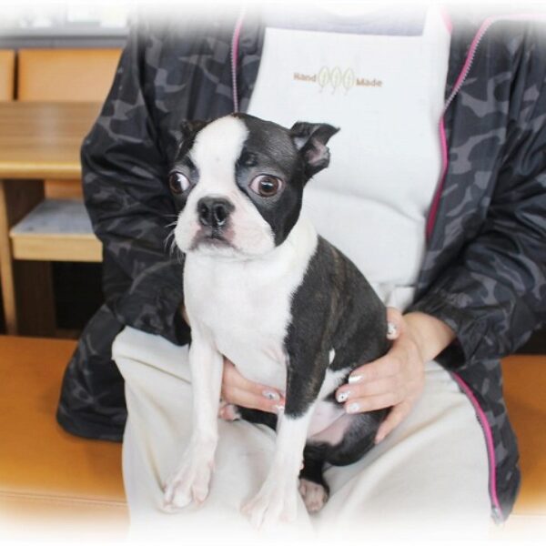 ボストンテリア・あんみつ・1 | 【公式】子犬のブリーダー