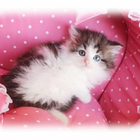 ノルウェージャンフォレストキャット・みるく・１