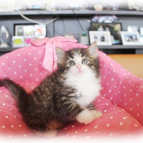 ノルウェージャンフォレストキャット・セシル・１