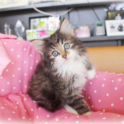 ノルウェージャンフォレストキャット・セシル・２