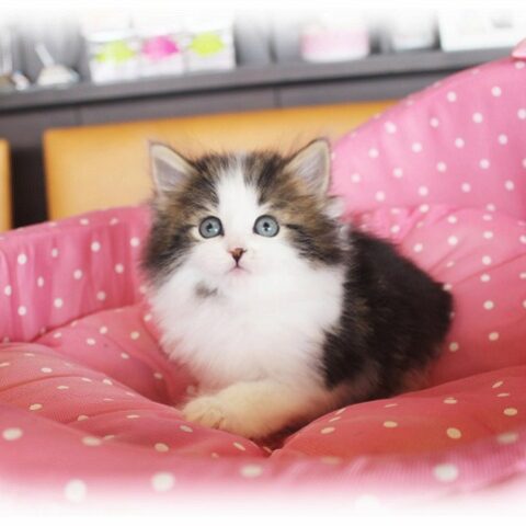 ノルウェージャンフォレストキャット・月見・１