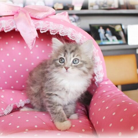 ノルウェージャンフォレストキャット・まき・２