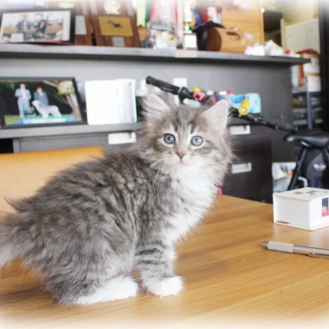 ノルウェージャンフォレストキャット・まき・１