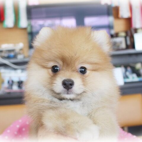 ポメラニアン・いまり・２サムネイル