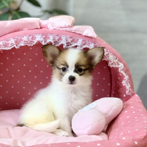 レッド・１ちゃん
