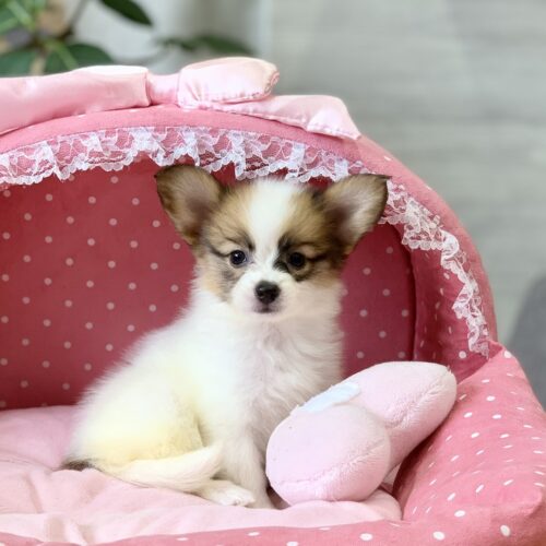 レッド・１ちゃん