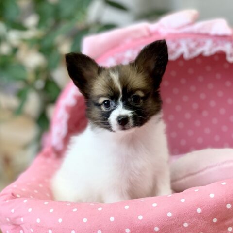 レッド・２ちゃん