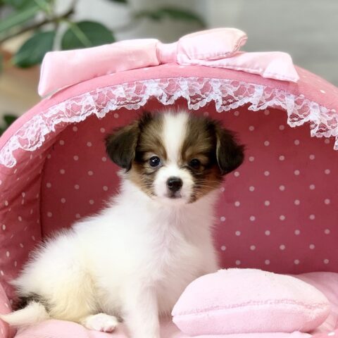 レッド・３ちゃん