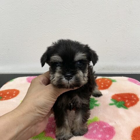 ぽんず・２ちゃん