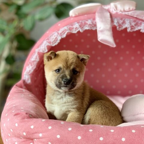 豆柴・あすか・１ちゃん