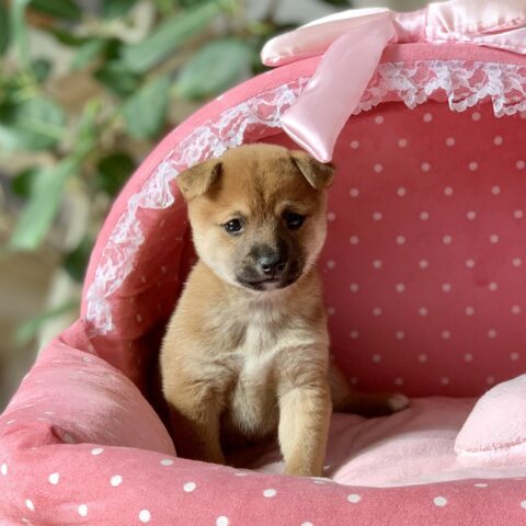 豆柴・あすか・２ちゃん